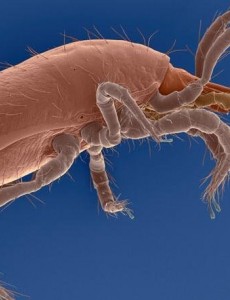 盘点地球十大最强生物，人类上榜第1可举起自身1180倍，竟然不是人类？