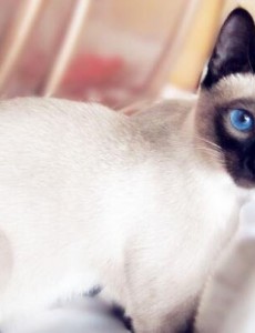 盘点哪种猫咪最萌最可爱？世界十大最可爱猫咪排行榜，喜欢的一定要养！
