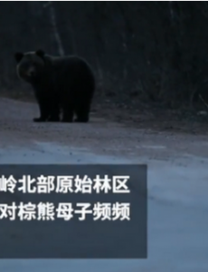 棕熊母子多次到管护站蹭吃，不少网友说到这也太可爱了！