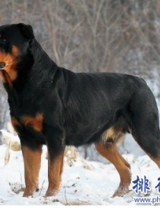 盘点世界十大猛犬，想象中的藏獒仅第六，第一不知疼痛！