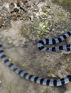 盘点海洋十大毒物排行榜,这些深海最毒生物你都见过吗？请小心