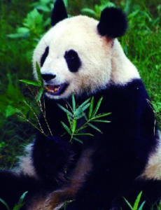 讨论世界上最稀有的十大动物,第一全世界甚至只有35只值得重视！