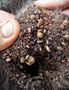 狗狗最恶心的疾病：蜱虫狗(内附图片恶心慎点)，养狗的一定要小心
