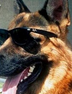 你们知道世界上最有钱的宠物吗：牧羊犬冈瑟四世（身家25亿人民币）比人还贵！
