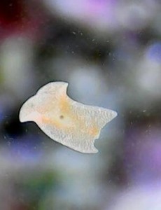 世界上杀不死的十大生物，面对核武器都鄙夷不屑，我们也拿它们没办法