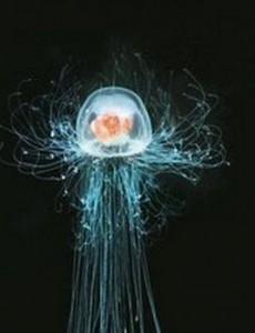 地球唯一不死的生物是什么：据说灯塔水母不断的返老还童达到永生