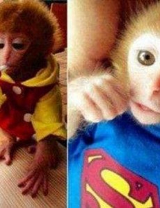 世界上最可爱的猴子有多可爱:日本袖珍石猴,最大不超过可乐瓶，你爱了吗