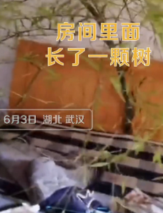 男子4个月没回家床头长竹子，这真的是绿到床头了啊