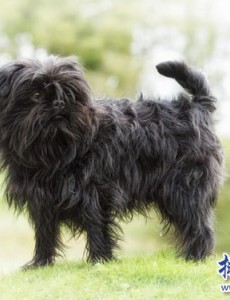 盘点世界上最小的十大狗品种：约克犬可放口袋 吉娃娃最小，你喜欢哪一种