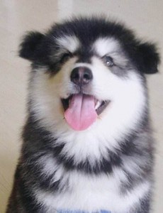 盘点世界十大巨型犬:一只爪子就有足球大却性格温顺，有你喜欢的那一只吗