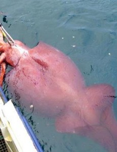 大王酸浆鱿是什么生物?世界上最大的乌贼(体重可达300公斤)，能想象吗