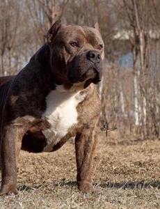 罗列世界上最凶猛的狗排名,比特犬吊打藏獒称霸，你害怕了吗