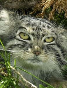 世界上最凶猛的猫科动物是什么，兔狲凶残到什么程度？难以想象