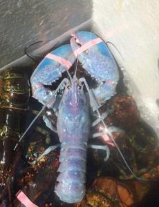 渔民捕获罕见彩色龙虾，计划捐给水族馆