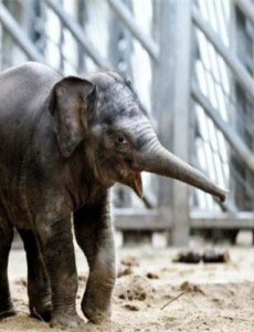 震惊！世界上最小的大象：小姐象体型跟猫差不多，还是大象吗？