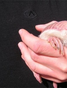 世界上最小的犰狳（qiu yu）：周身粉红色，体重不过100克，一只手抓起