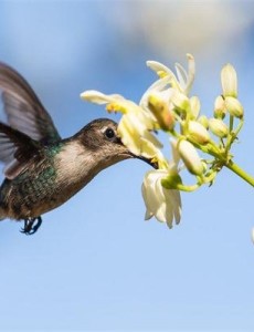 世界上最小的鸟类有多小呢：体重没有一毛钱硬币重，小到可怜