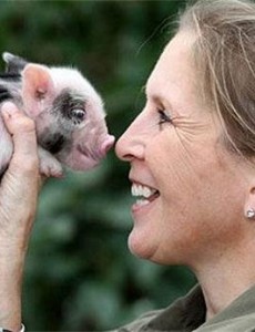 盘点世界上最小的猪：印度微型猪体重不超十斤,体长仅60厘米，真的是mini