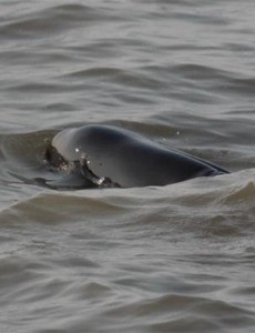 世界上最小的鲸鱼是什么样的：体长最大1.6米，长江江豚濒临灭绝，值得重视