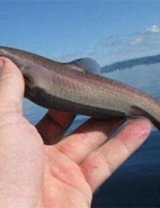 世界上最小的鲨鱼是什么样子的：体长30厘米还会发光，很是可爱