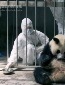 成都熊猫基地诞生最重宝宝，真是一个小胖子！