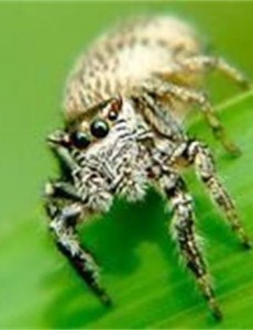 看看世界上最小的蜘蛛：施展蜘蛛体型0.043厘米,比句号还要小肉眼难见