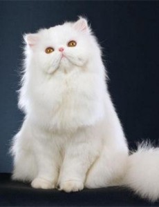 世界上最聪明的猫排行看看是哪一种，高智商又粘人的猫主子们你爱了吗