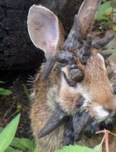 世界上最恐怖兔子有多可怕：肿瘤兔(脸上长满黑色肿瘤)，一点也不可爱