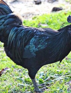 盘点世界上最贵的鸡排行榜：“兰博鸡尼”597万元一只，可以买一套房了