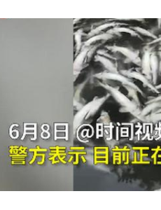 1.5万斤中华鲟一夜死光，本次是第三次被下毒，还不知是何人所为