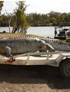 世界上最大的鳄鱼有多大：长6.4米 重1075公斤（图），常人不敢想象