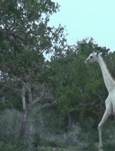 世界上罕见的仙子长颈鹿：白色长颈鹿 安静似天仙，仿佛在梦境