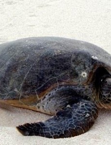 世界上跑的最慢的乌龟是谁：海龟每小时移动70米，观察员都坐不住！