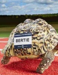 世界上跑的最快的乌龟有多快：南非豹纹陆龟Bertie0.28米/秒，打破龟界记录属实厉害