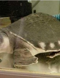 世界上最可爱的乌龟拥有猪鼻子：猪鼻龟大眼萌面(深水龟玩家的最爱)，你喜欢吗