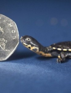 盘点世界上最小的乌龟：罗蒂岛蛇颈龟仅有硬币大小(体长2厘米)你们见过吗？