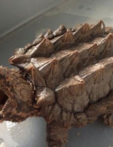 世界上最凶的乌龟有多凶：鳄龟，乌龟中的霸王龙(一口咬爆菠萝)你相信吗