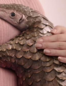 穿山甲从药典中除名，升级为国家一级保护野生动物