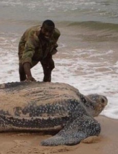 世界上最可怕的乌龟什么样子：棱皮海龟口内布满数千根尖齿不敢相信