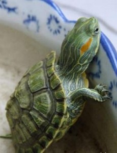 世界上智商最高的乌龟是谁：巴西龟，能辨别主人，想要拥有