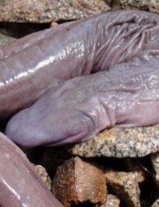 世界上最丑的蛇十分恶心：巴西盲蛇形似男性生殖器(图片恶心慎入)不要轻易看