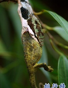 世界上最恐怖的蛇没有解药，非洲腾蛇(至今无解毒血清可用)，太可怕啦