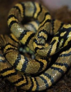 中国成功繁育世界上最美的蛇长什么样子：横斑锦蛇，你觉得呢