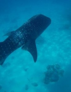 世界上最大的鲨鱼比鲸鱼还大，鲸鲨体长可达20米体重25吨(掀翻无数游艇)