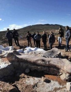 世界上最大的恐龙化石多大呢：泰坦巨龙身长40米重77吨(相当于14头大象)