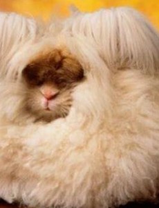 世界上毛最长的兔子太可爱了：安哥拉兔，毛长达38厘米(仅露出嘴巴)