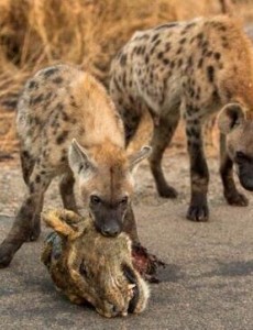 世界上咬合力最强的动物有多厉害：震惊！鬣狗咬合力达920斤(掏肛让猎物绝望)