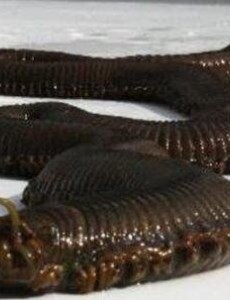 世界上最恶心的动物：蛀船虫，长达3米的巨型毛虫，图片容易引起不适