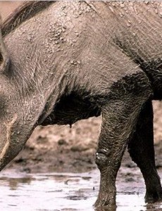 盘点上古时期最凶猛的动物：巨猪，利齿可咬碎猎物骨头(体型如同野牛)令人震惊