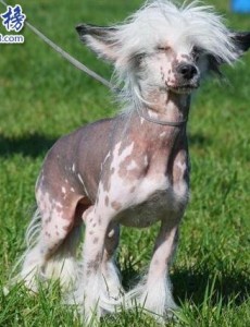 世界上最丑的狗品种：中国冠毛犬，常年包揽世界最丑犬冠军要多丑有多丑